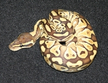 lesser