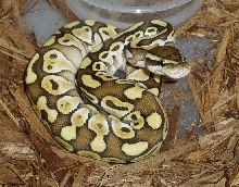 lesser