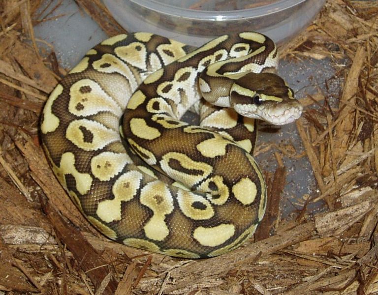 lesser