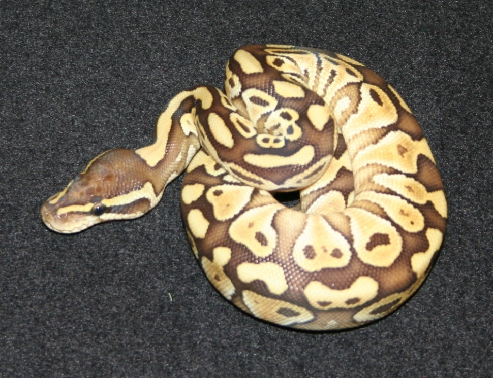 lesser