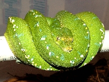 Green Tree Python