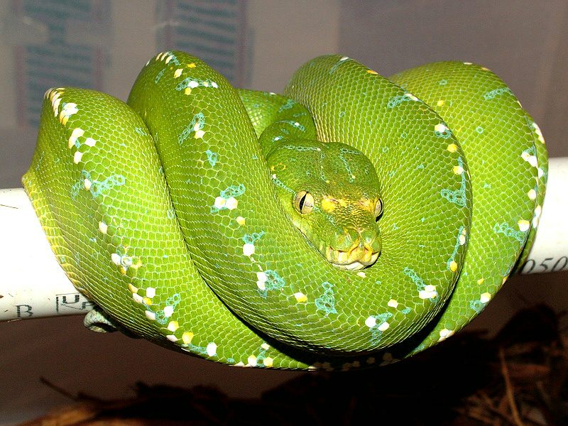 Green Tree Python