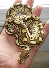 male lesser