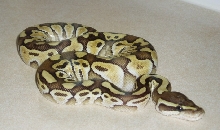 male lesser2