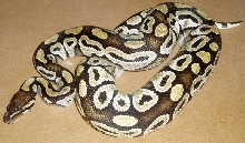 mojave female