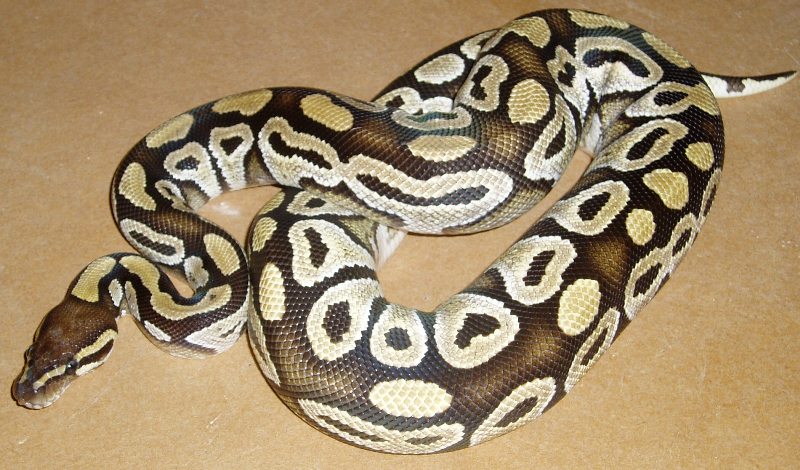 mojave female