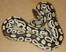 mojave female2