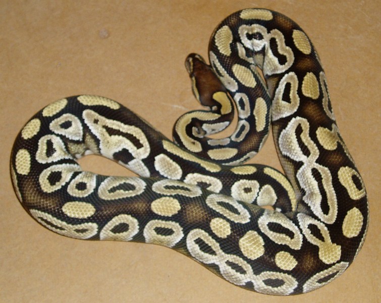 mojave female2