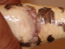 cloaca
