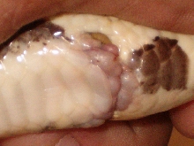 cloaca