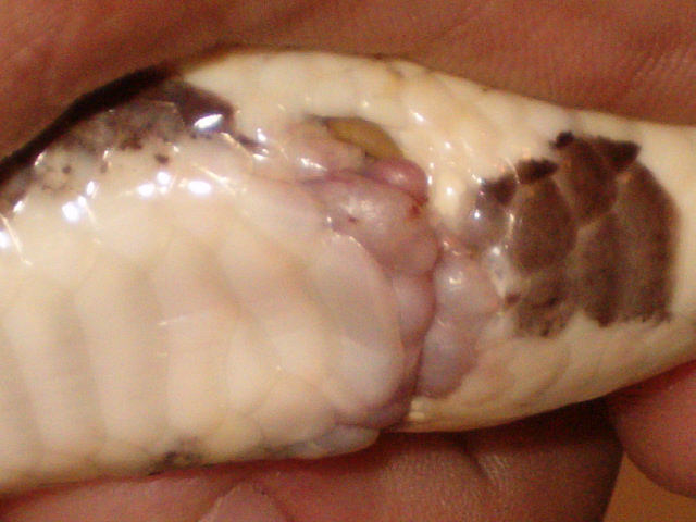 cloaca