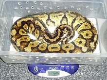 05 female pastel