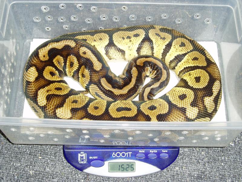 05 female pastel