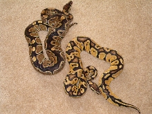 Pastel Male