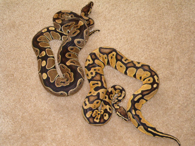 Pastel Male