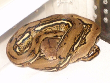 Tiger Retis