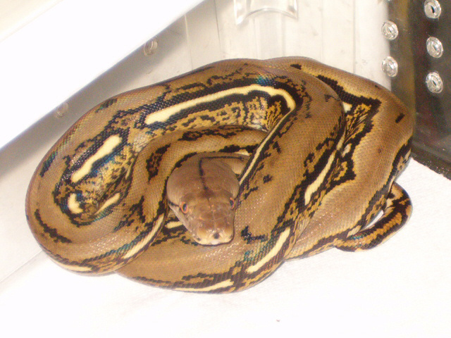 Tiger Retis