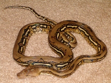 Tiger Retic