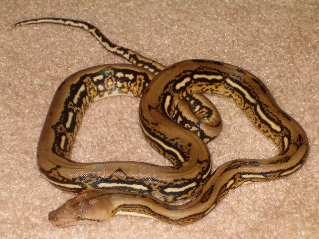 Tiger Retic