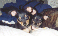 Baby Fritz and Fee!