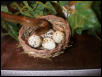 Egg-Eating Snake adult