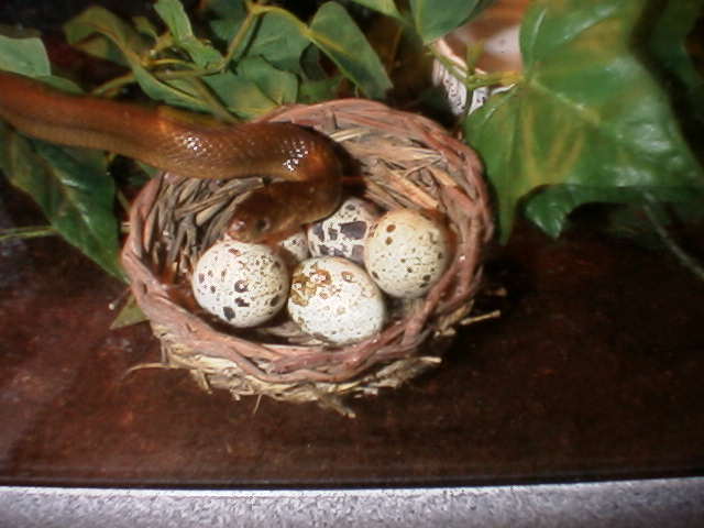 Egg-Eating Snake adult