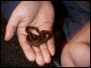 Egg-Eating Snake #1