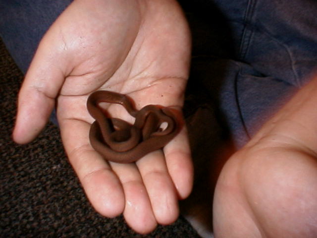 Egg-Eating Snake #1