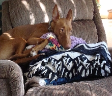 Princess hatti & the pea