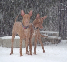 Hondo & Hatti 1st snow