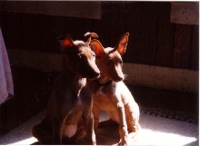 Luxor & Zozo