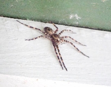 Big one