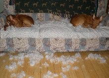 Snow Day - Hondo & Hatti