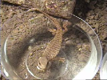 Clyde