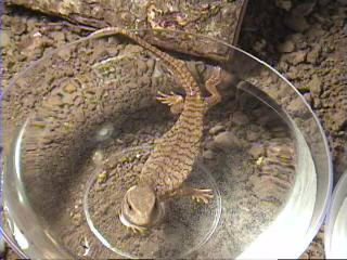 Clyde