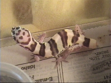 leopard full body