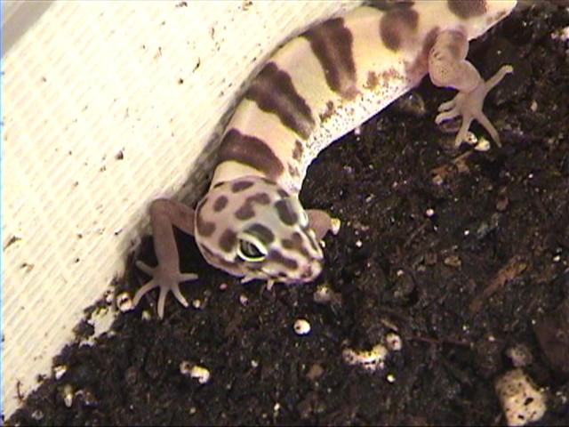 Possible Leopard