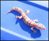 TREMPER ALBINO