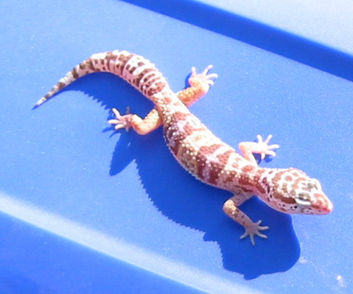 TREMPER ALBINO