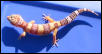 GOLD TREMPER ALBINO