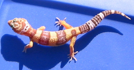 GOLD TREMPER ALBINO