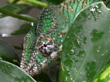 male ambanja panther