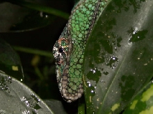 male ambanja