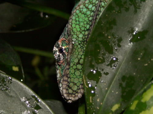 male ambanja