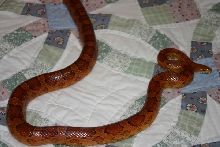 Corn Snake