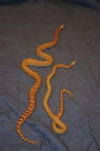 Albino Sonoran Gophers