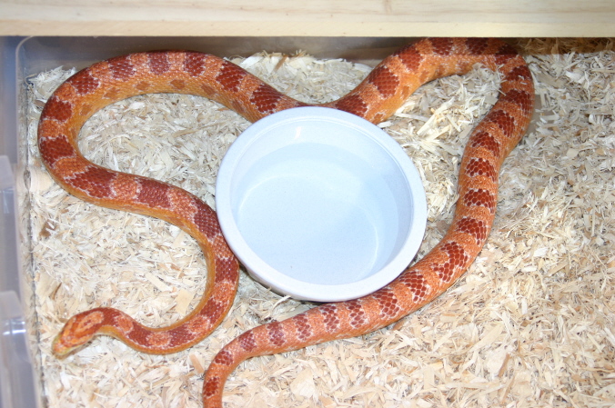 Albino corn