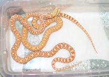 Sonoran gopher 03
