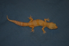 Casper