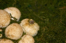 Hatchling